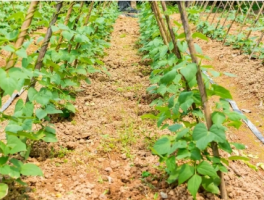 露地豆角种植时间和方法：从播种到收获的全流程指南