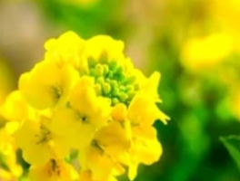 黄色花代表什么意义：阳光密码中的多重奏鸣