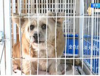 宠物免费领养背后究竟多少“坑”？揭秘宠物领养市场的乱象