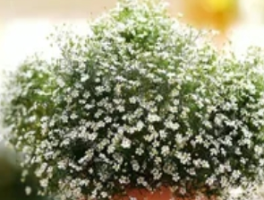 白色满天星的花语和寓意：繁星坠地的纯真密语