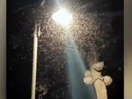 广东一公园惊现“蚊卷风”：自然奇观背后的科学奥秘