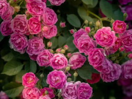 蔷薇花什么时候开？蔷薇花的种植与养护技巧