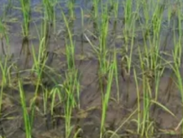 水稻移栽后几天施肥，精准到天的营养密码公开