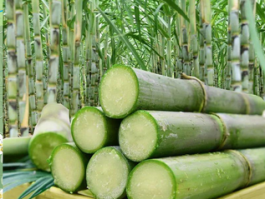 甘蔗产地在哪里？全球甘蔗主产区与种植技术