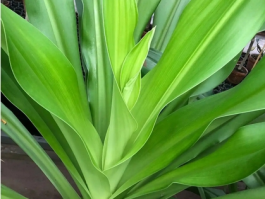 巴西木泡水里为什么一直不生根？揭秘原因与促根技巧！