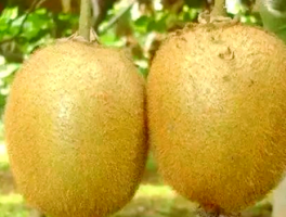 猕猴桃的最佳采摘季节：猕猴桃的成熟判断与储存方法