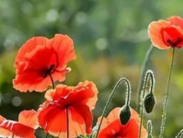 美人花是什么？美人花的特点与种植方法全解析