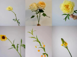 黄色花的花语是什么？它的寓意你了解吗？