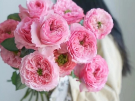 从花店买来的鲜花花苞不开花？教你几招让花苞快速绽放！