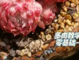 珍珠岩养花的5大核心优势，新手必看！