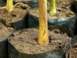 怎么挖竹子才能种活：移竹成林的智慧之道