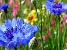 矢车菊花语与象征意义：矢车菊的文化内涵与种植技巧