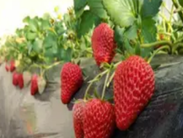 草莓苗多久浇一次水？详解草莓苗的浇水频率与养护技巧