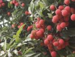 广东给“荔”三重奏：从岭南佳果到世界名片