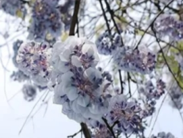 紫藤花事：一年一度的紫色瀑布