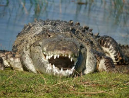 活化石大揭秘！这些动植物竟然是地球上的“活历史”！