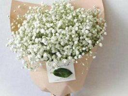 白色满天星的花语与寓意：从花语看满天星的浪漫