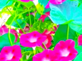 喇叭花的花语和寓意，详解喇叭花的象征意义与文化内涵