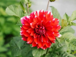 大丽花花期全解析及观赏指南