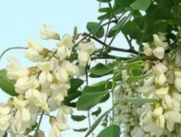 槐树什么时候开花：花期、观赏价值与养护技巧